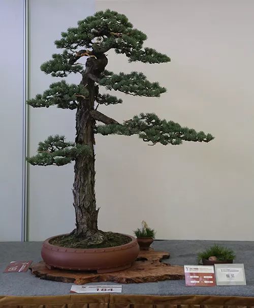 欣賞盆景名家藏品,領(lǐng)悟盆景作品拍攝技巧