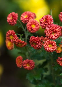 向老鳥學習學習 也拍拍菊花專輯 zmf老驥伏櫪